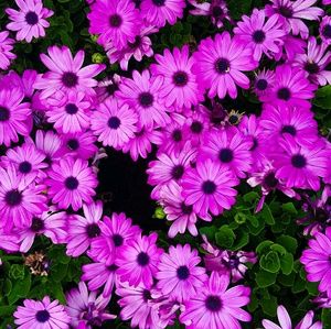 Meet your Posher, Evelyn